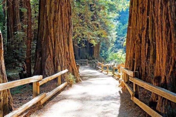 Are there any redwood trees in San Francisco?