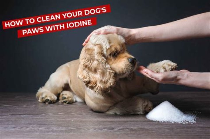 Can you use povidone iodine on dogs paws?