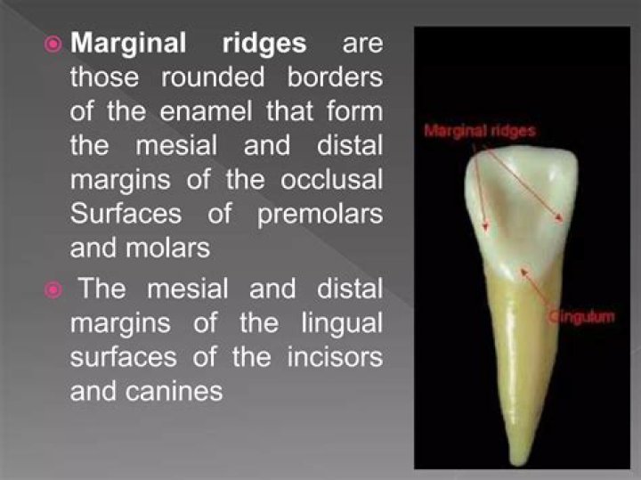 Do incisors have marginal ridges?