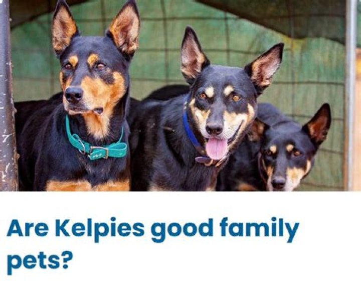 Do Kelpies make good family pets?