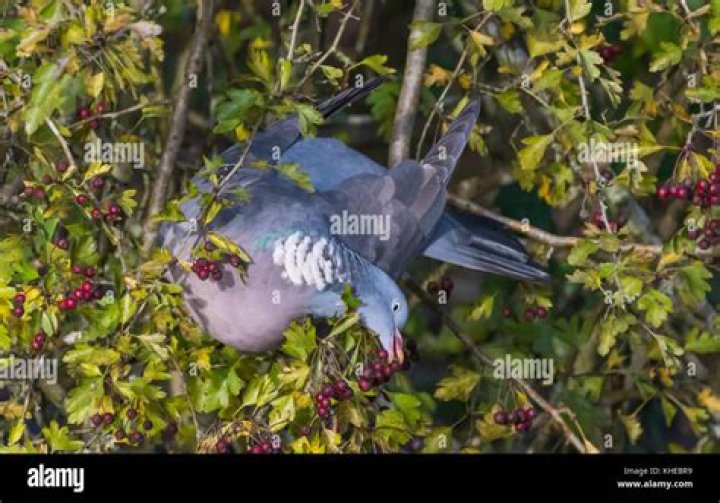 Do wood pigeons eat berries?