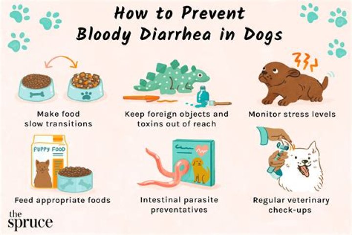 How can I help my dog with explosive diarrhea?