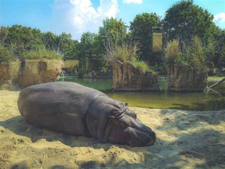 How do I get to Vienna zoo?
