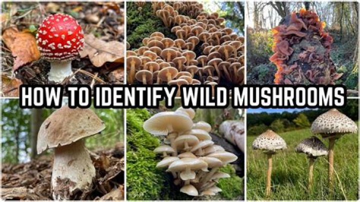 How do I know if a mushroom is poisonous UK?