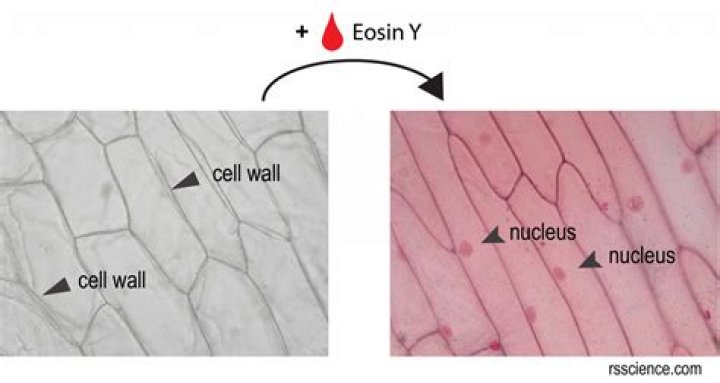 How do you dilute eosin Y?