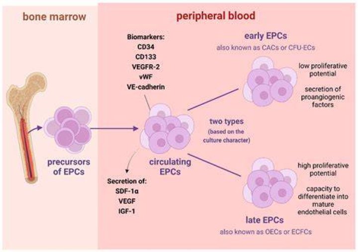 How do you increase endothelial progenitor cells?