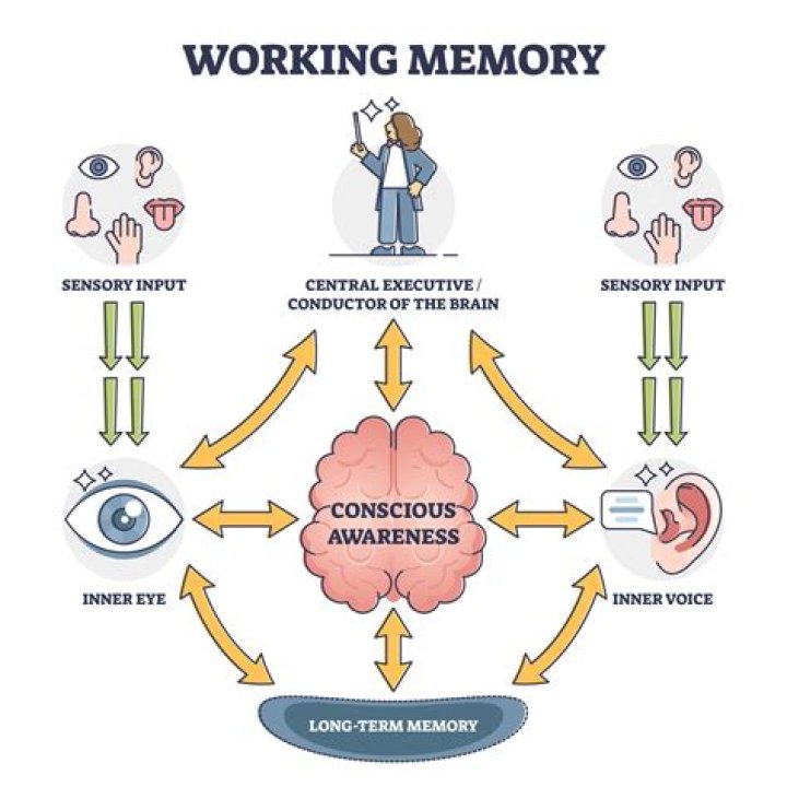 How does working memory affect language?