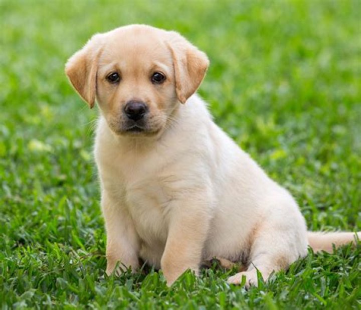 How much does a Labrador puppy cost in Bangalore?