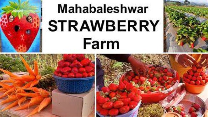 Is strawberry available in Mahabaleshwar now?