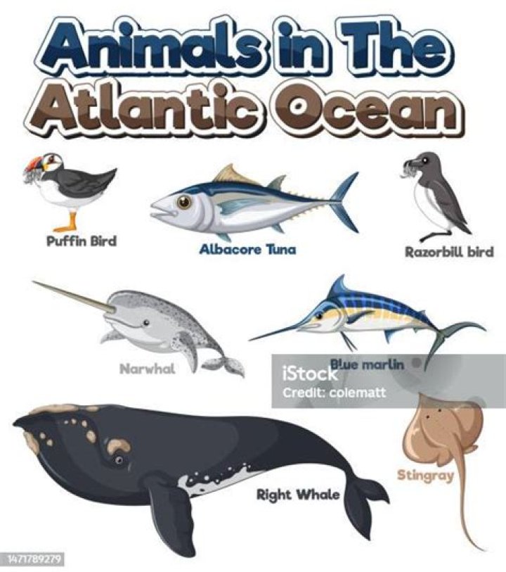 What animals live in the Atlantic Ocean?