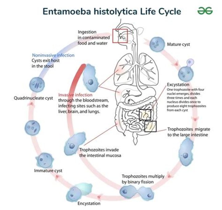 What are the characteristics of Entamoeba histolytica?
