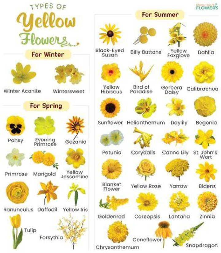 What are the yellow flowers on the side of the road in Iowa?