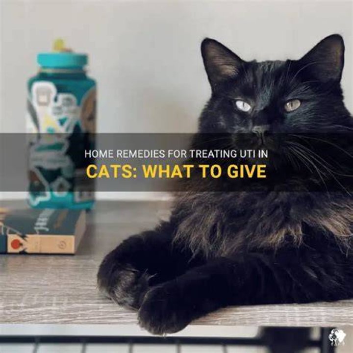 What can I give my male cat for UTI?