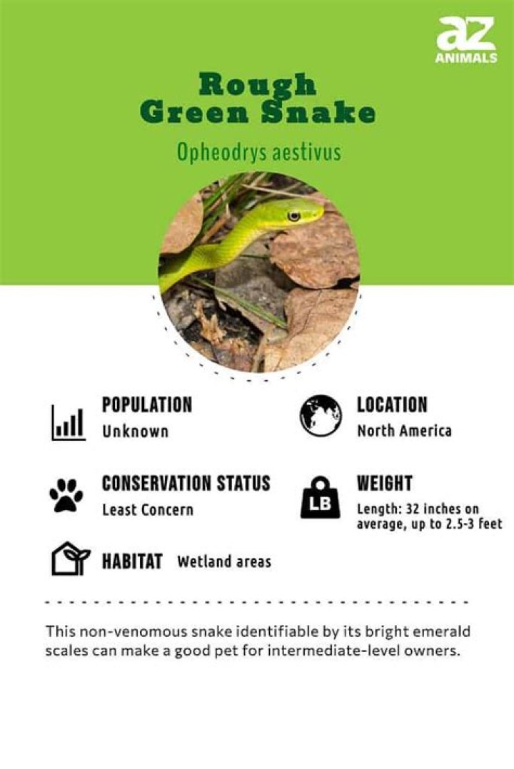 What does a rough green snake need?