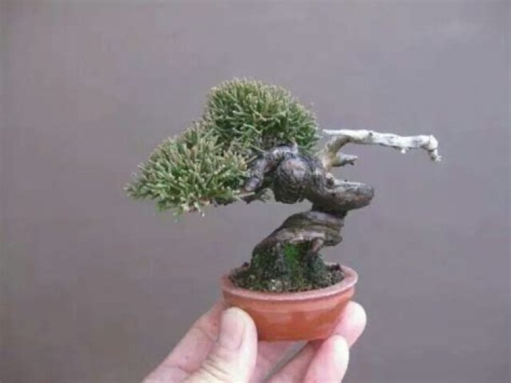 What does Mame mean in bonsai?