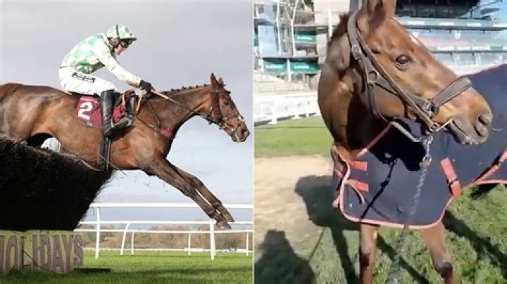 What happened to injured horse in Grand National?