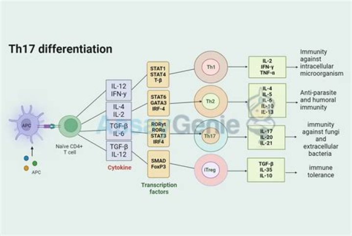 What induces Th17 cells?