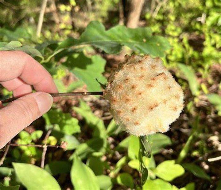 What is a wool sower gall?