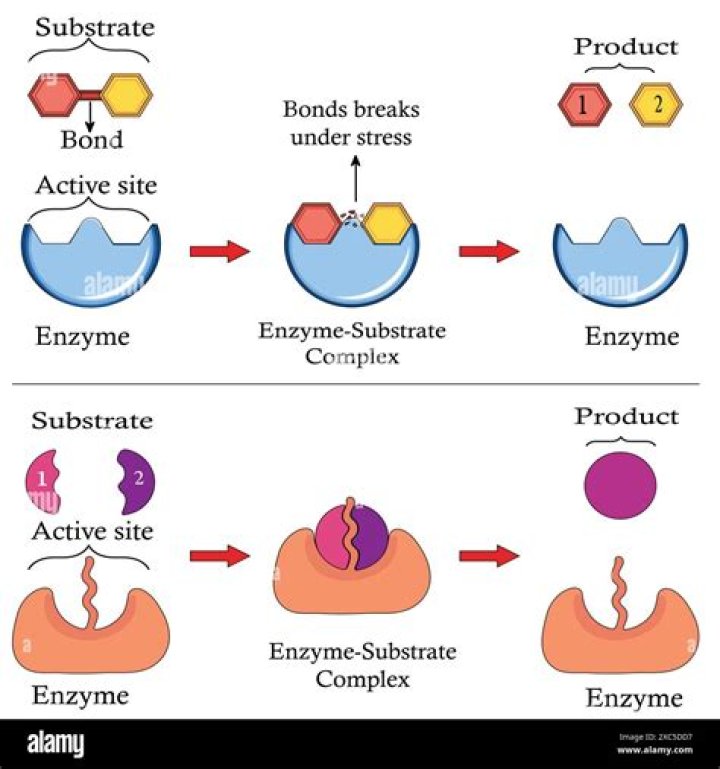 What is an enzyme active site and substrate?