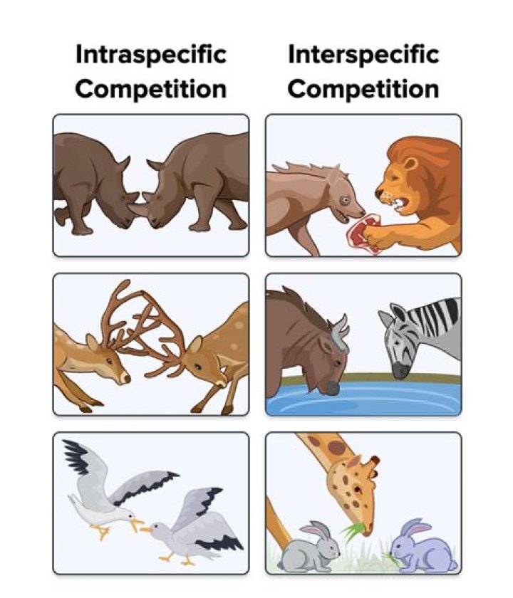What is an example of competition between animals?