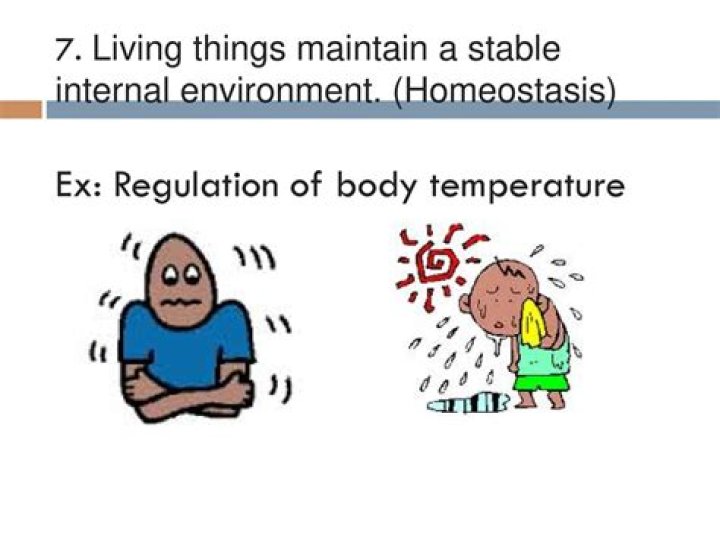What is internal environment in biology?