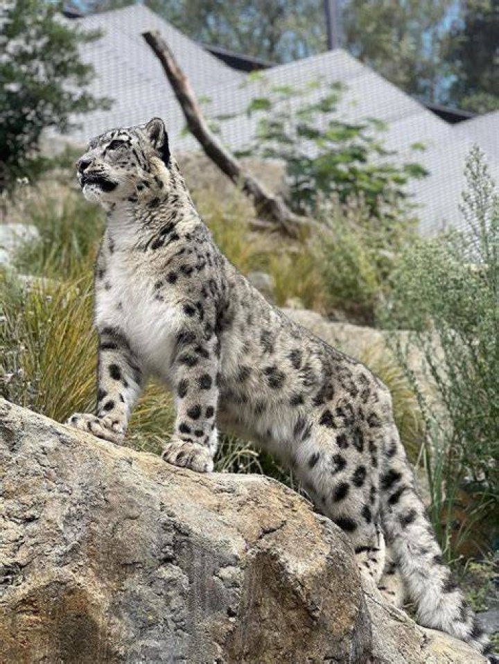 What is special about Wellington Zoo?