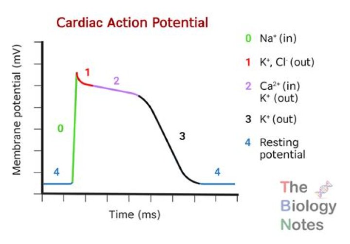What is the action of Acitrom?