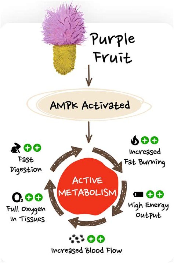 What is the African fruit that burns fat?