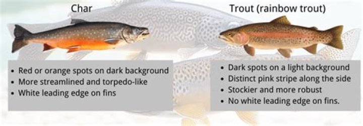 What is the difference between trout and char?