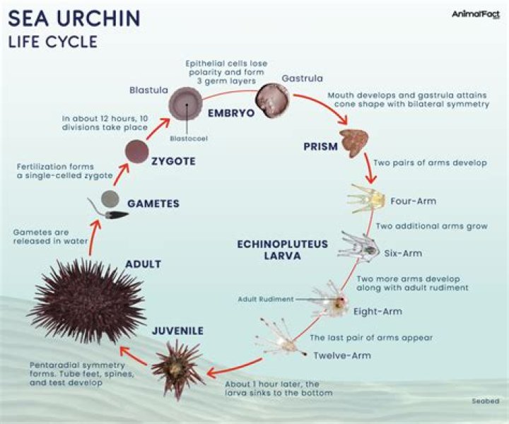 What is the genus of a sea urchin?