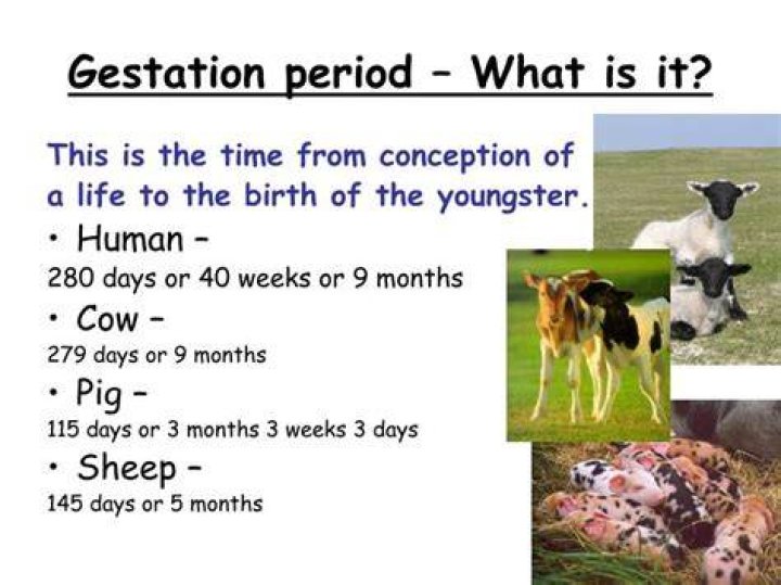 What is the gestation period of sheep?