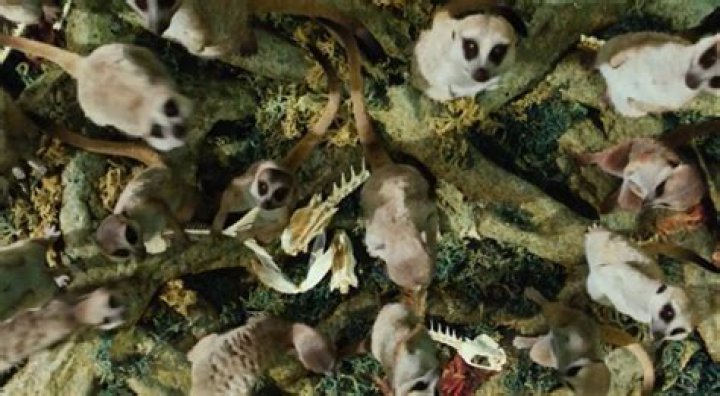 What is the significance of the floating island with the meerkats?