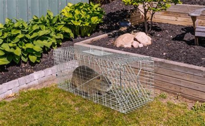 What is the strongest live animal trap?