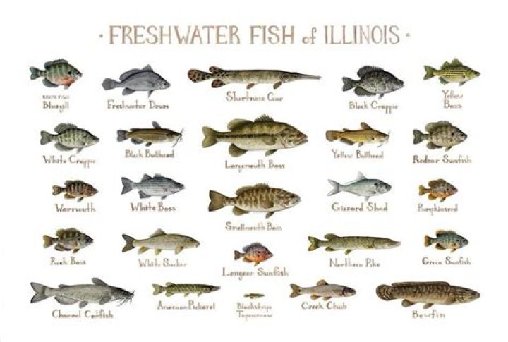 What kind of Fish are in Hovey Lake?