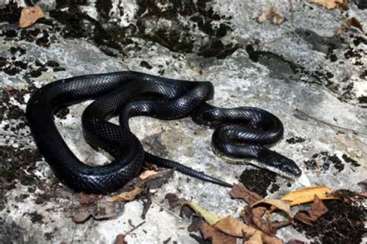What kind of snake is black in North Carolina?