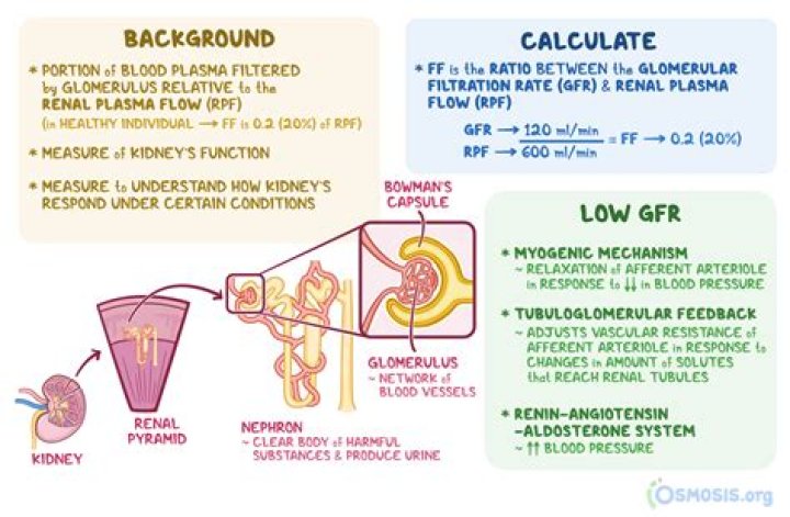 What leads to an increase in GFR?