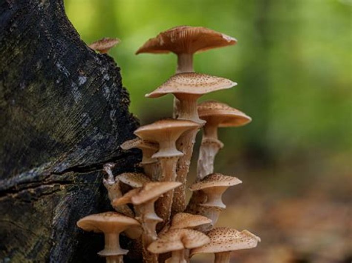 What phylum is Armillaria?