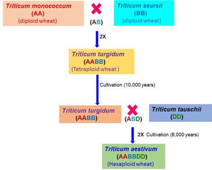 Which is the ploidy of Triticum aestivum?