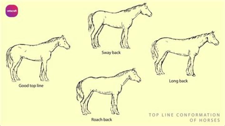 Why do horses rear and flip over?