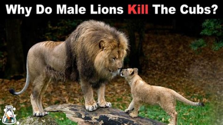 Why do male lions kill the Cubs?